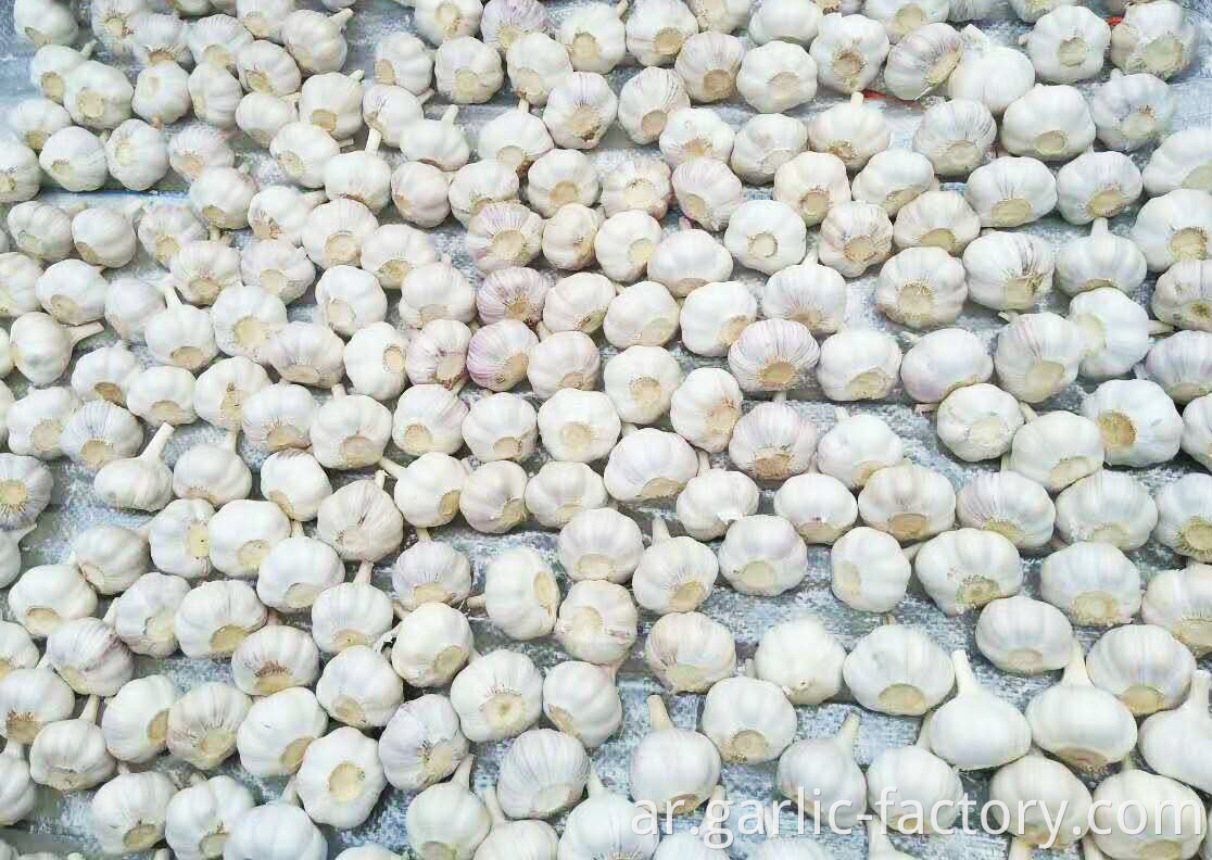 Fresh Natural White Galic Purple Garlic